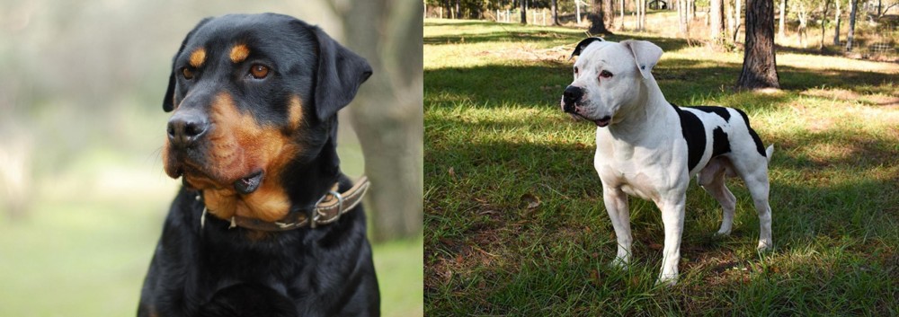American Bulldog vs Rottweiler - Breed Comparison