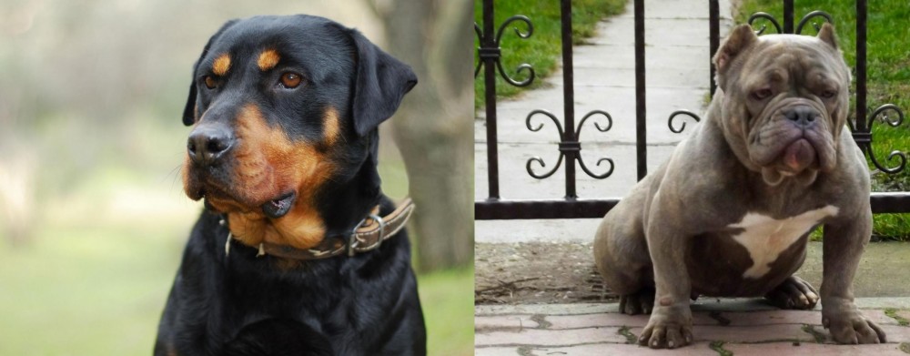 American Bully vs Rottweiler - Breed Comparison