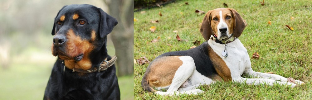 American English Coonhound vs Rottweiler - Breed Comparison