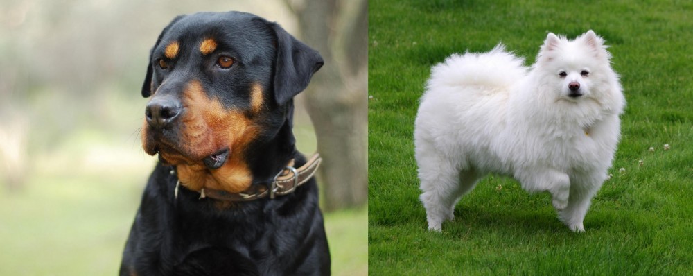 American Eskimo Dog vs Rottweiler - Breed Comparison