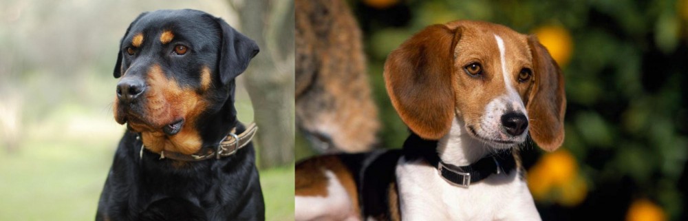American Foxhound vs Rottweiler - Breed Comparison