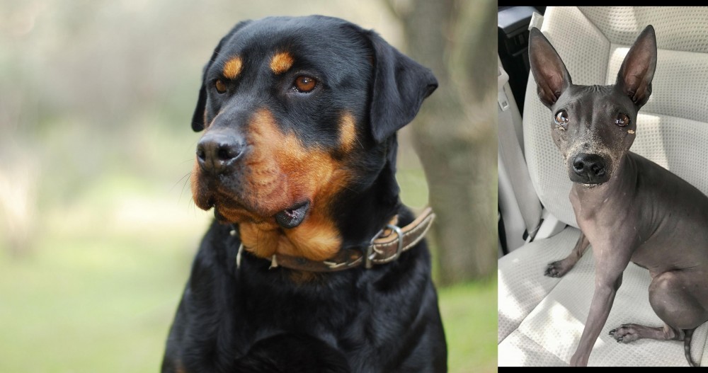 American Hairless Terrier vs Rottweiler - Breed Comparison