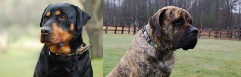 American Mastiff vs Rottweiler - Breed Comparison