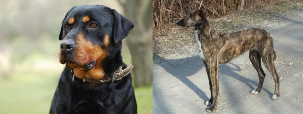 American Staghound vs Rottweiler - Breed Comparison