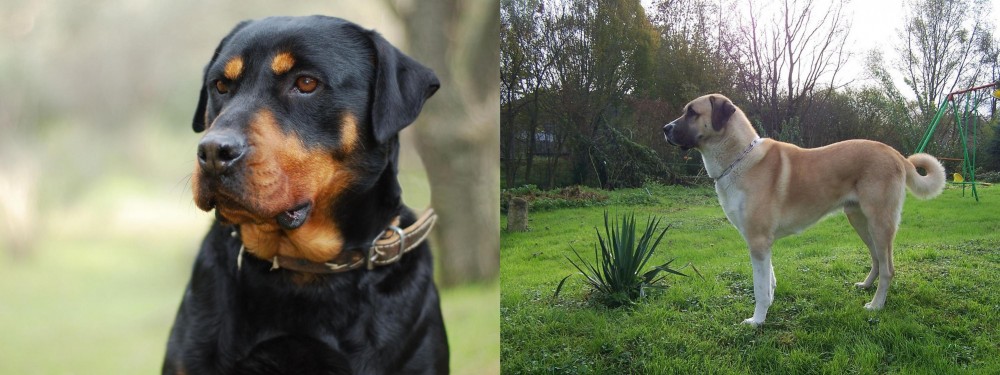 Anatolian Shepherd vs Rottweiler - Breed Comparison
