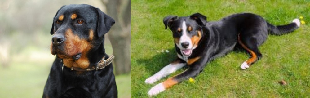 Appenzell Mountain Dog vs Rottweiler - Breed Comparison