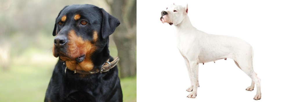 Argentine Dogo vs Rottweiler - Breed Comparison