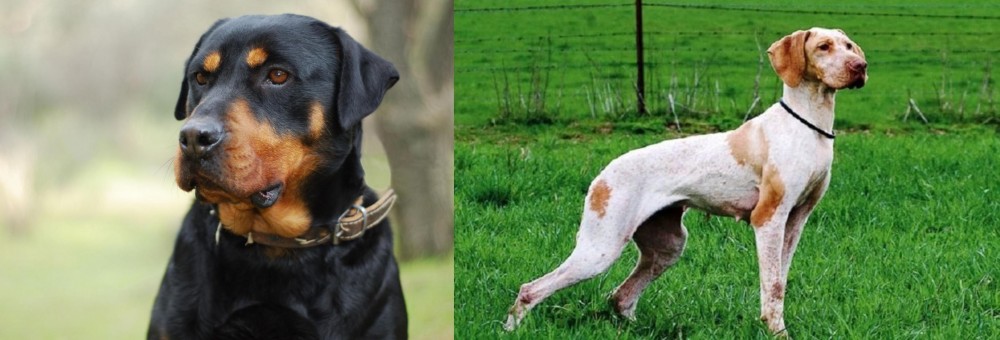 Ariege Pointer vs Rottweiler - Breed Comparison