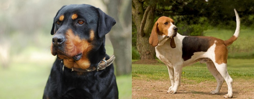 Artois Hound vs Rottweiler - Breed Comparison