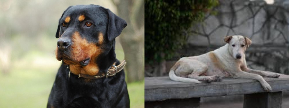 Askal vs Rottweiler - Breed Comparison