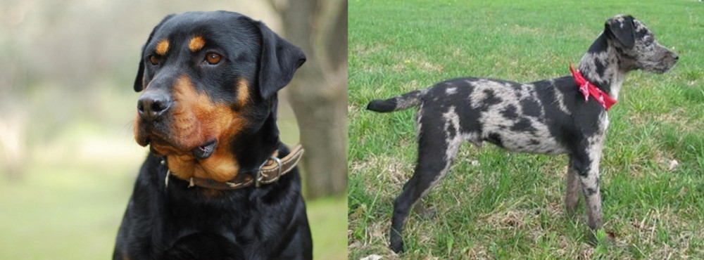 Atlas Terrier vs Rottweiler - Breed Comparison