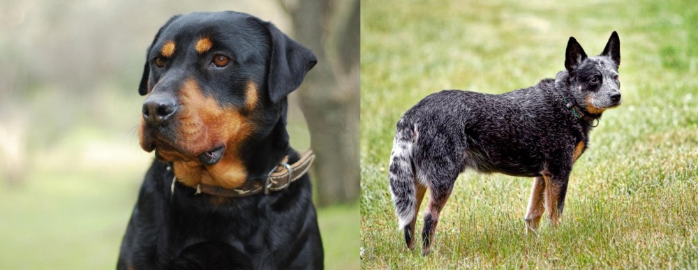 Austrailian Blue Heeler vs Rottweiler - Breed Comparison