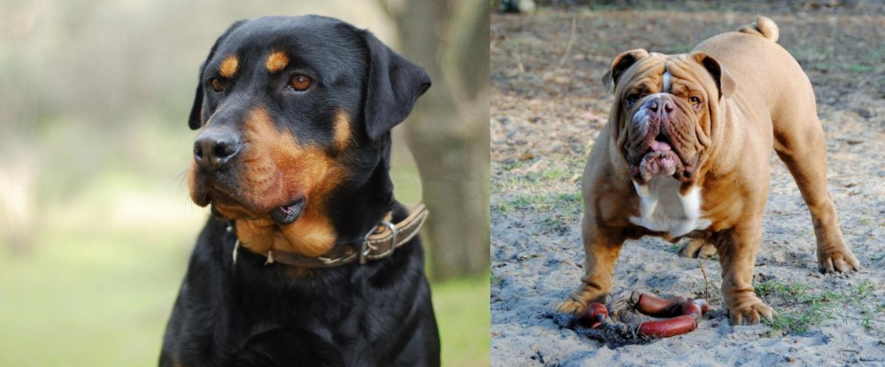 Australian Bulldog vs Rottweiler - Breed Comparison