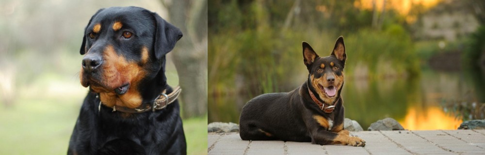 Australian Kelpie vs Rottweiler - Breed Comparison