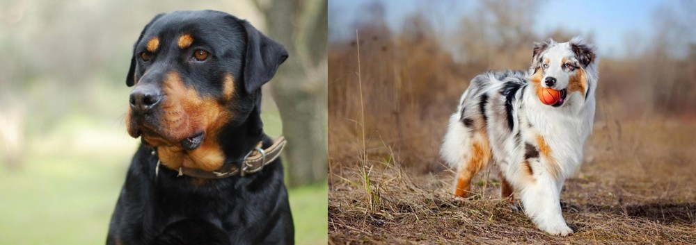 Australian Shepherd vs Rottweiler - Breed Comparison