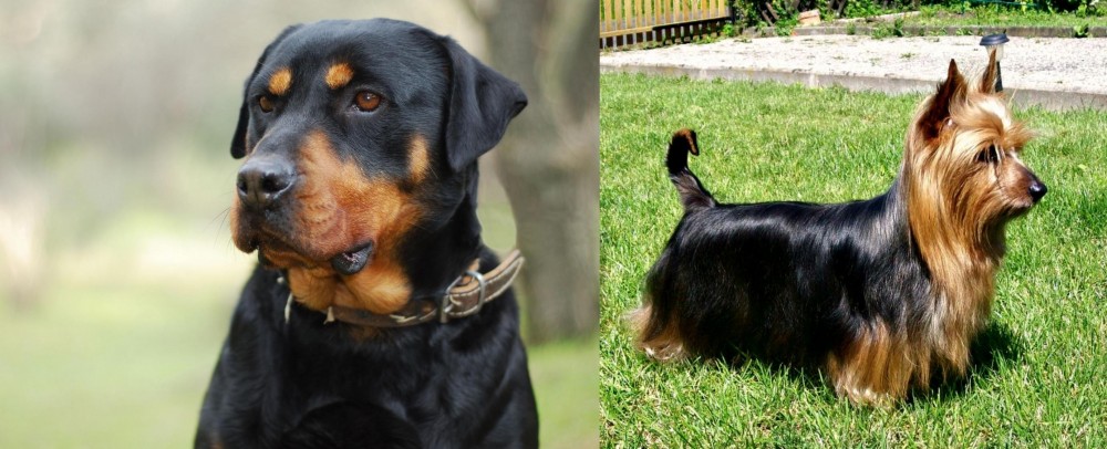Australian Silky Terrier vs Rottweiler - Breed Comparison
