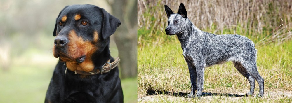 Australian Stumpy Tail Cattle Dog vs Rottweiler - Breed Comparison