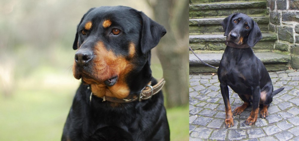 Austrian Black and Tan Hound vs Rottweiler - Breed Comparison