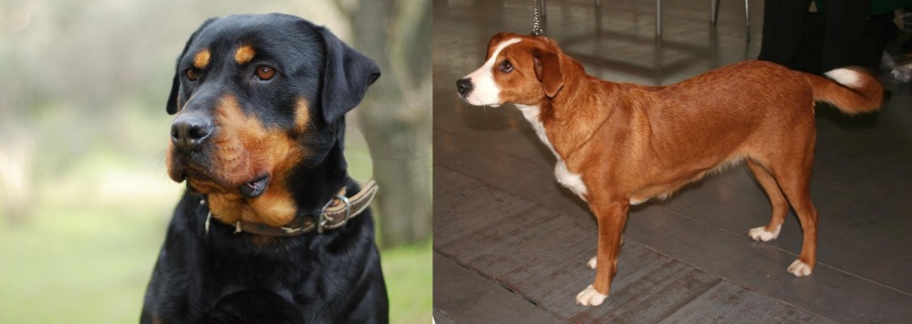 Austrian Pinscher vs Rottweiler - Breed Comparison