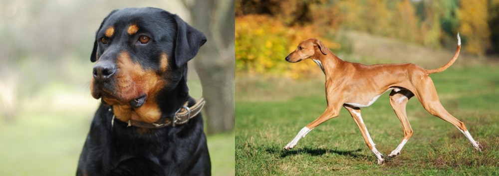 Azawakh vs Rottweiler - Breed Comparison