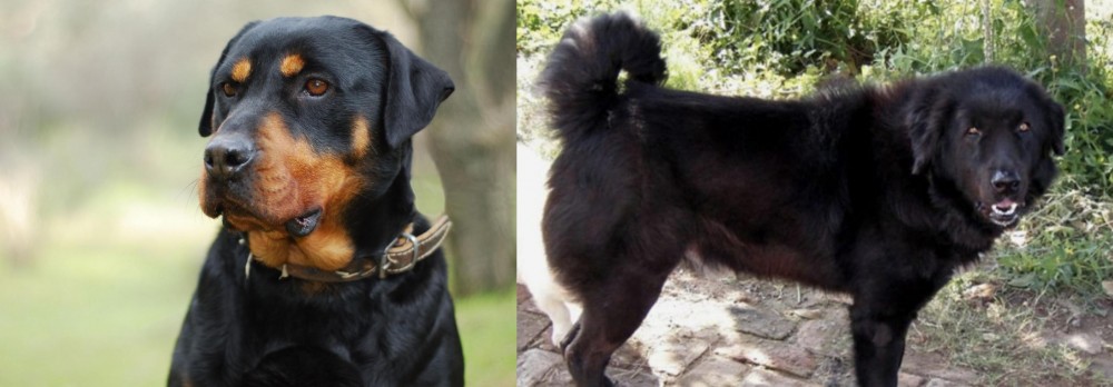 Bakharwal Dog vs Rottweiler - Breed Comparison
