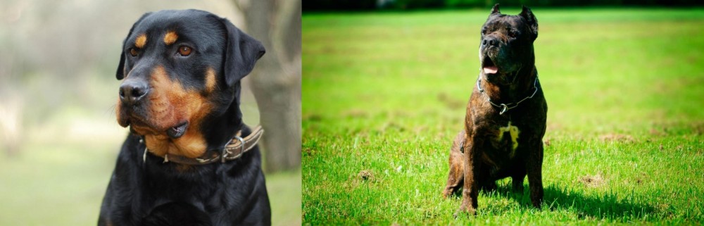 Bandog vs Rottweiler - Breed Comparison