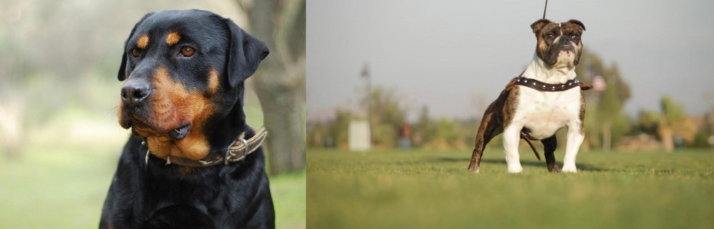 Bantam Bulldog vs Rottweiler - Breed Comparison