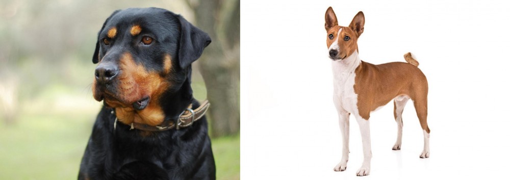 Basenji vs Rottweiler - Breed Comparison