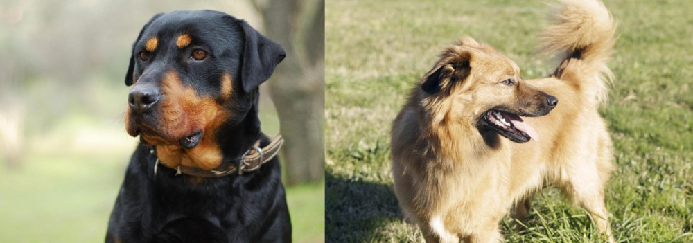 Basque Shepherd vs Rottweiler - Breed Comparison