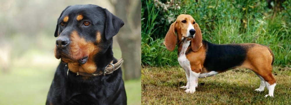 Basset Artesien Normand vs Rottweiler - Breed Comparison