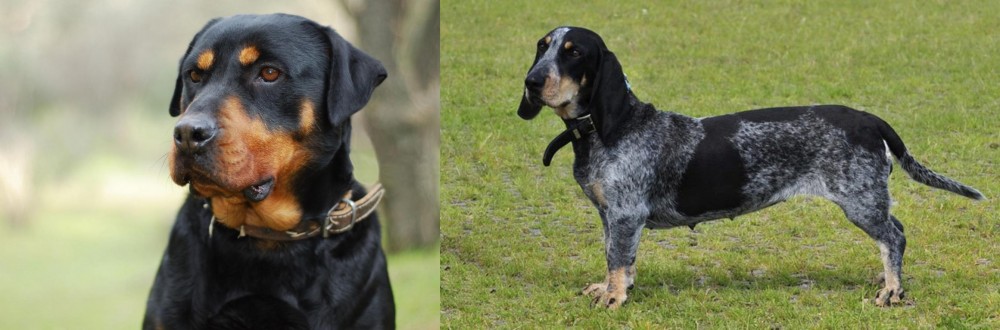 Basset Bleu de Gascogne vs Rottweiler - Breed Comparison