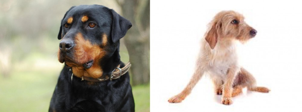 Basset Fauve de Bretagne vs Rottweiler - Breed Comparison