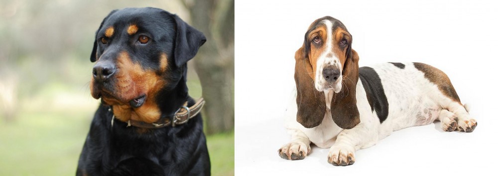 Basset Hound vs Rottweiler - Breed Comparison