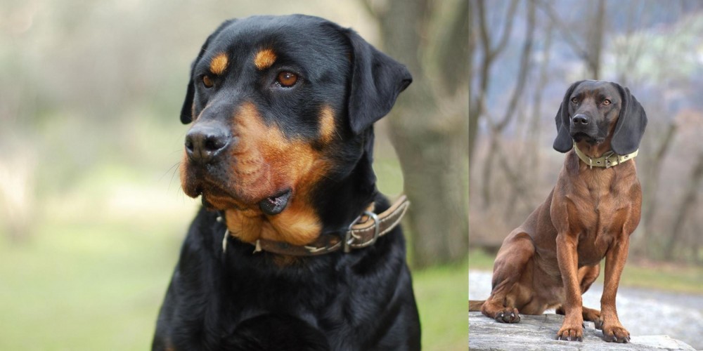 Bavarian Mountain Hound vs Rottweiler - Breed Comparison