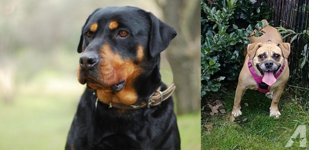 Beabull vs Rottweiler - Breed Comparison