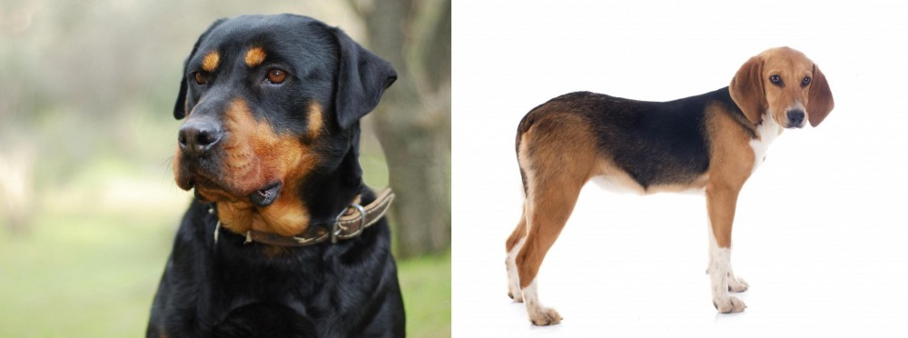 Beagle-Harrier vs Rottweiler - Breed Comparison