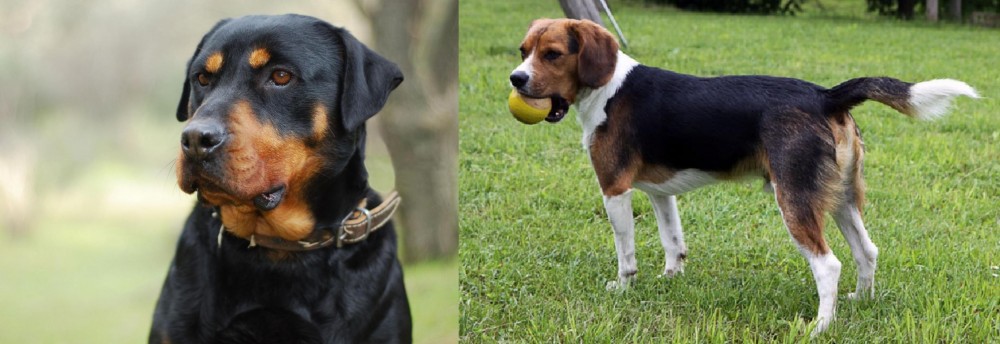 Beaglier vs Rottweiler - Breed Comparison