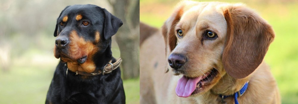 Beago vs Rottweiler - Breed Comparison