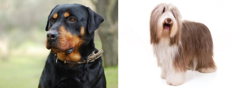 Bearded Collie vs Rottweiler - Breed Comparison