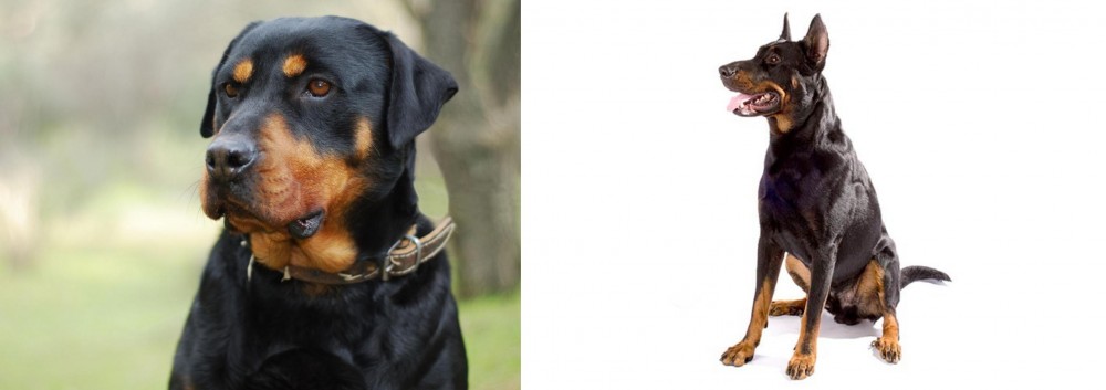 Beauceron vs Rottweiler - Breed Comparison