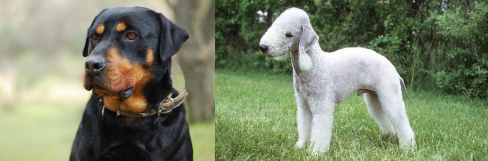 Bedlington Terrier vs Rottweiler - Breed Comparison