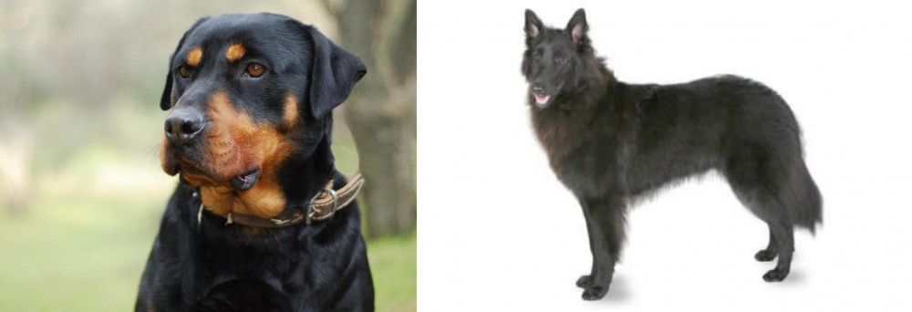 Belgian Shepherd vs Rottweiler - Breed Comparison