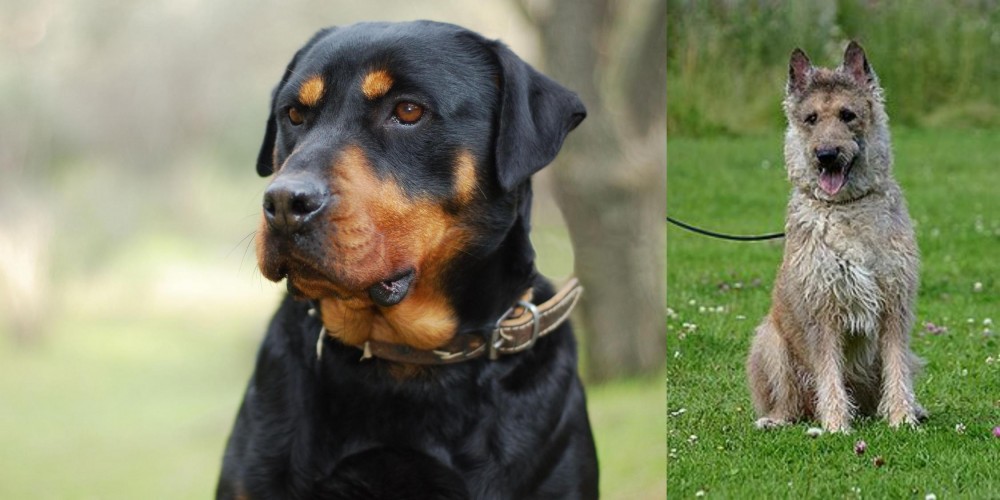 Belgian Shepherd Dog (Laekenois) vs Rottweiler - Breed Comparison