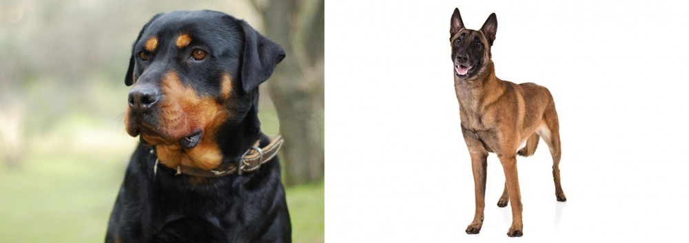 Belgian Shepherd Dog (Malinois) vs Rottweiler - Breed Comparison