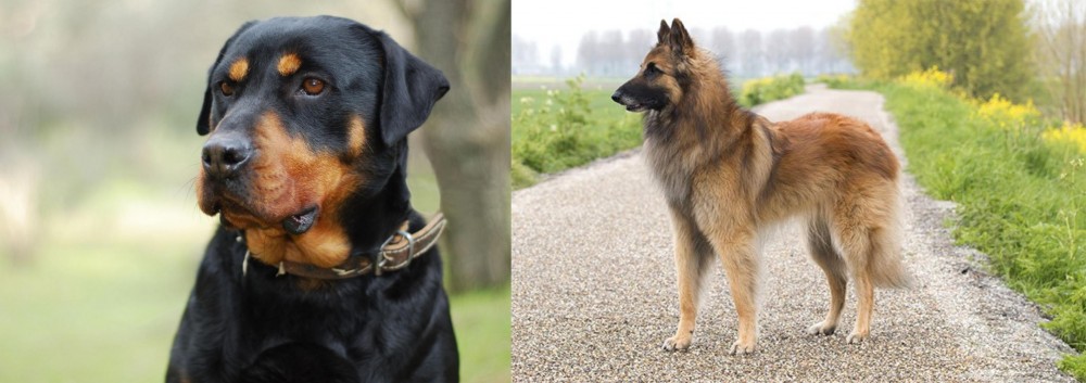Belgian Shepherd Dog (Tervuren) vs Rottweiler - Breed Comparison