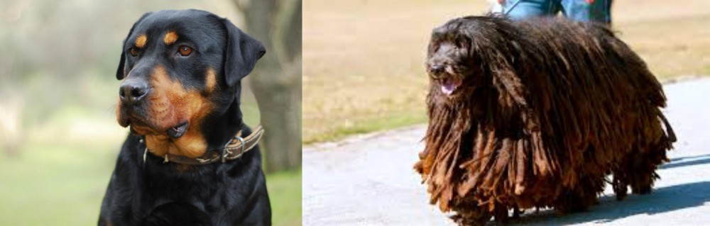 Bergamasco vs Rottweiler - Breed Comparison