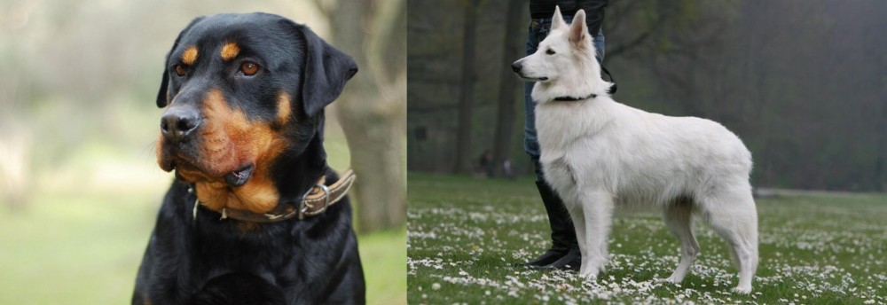 Berger Blanc Suisse vs Rottweiler - Breed Comparison