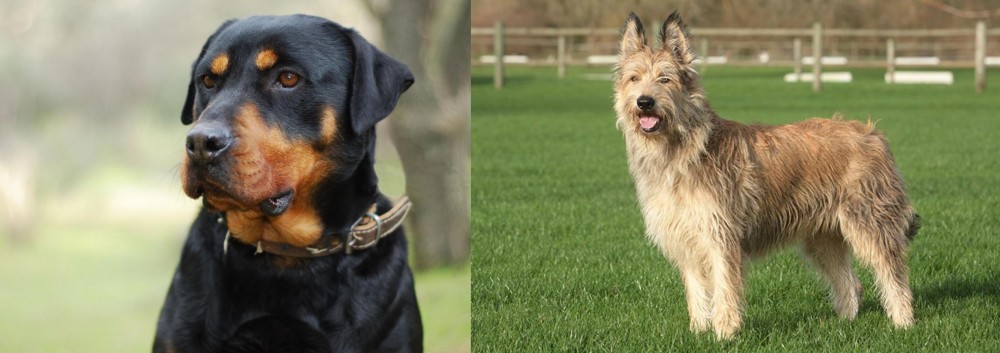 Berger Picard vs Rottweiler - Breed Comparison
