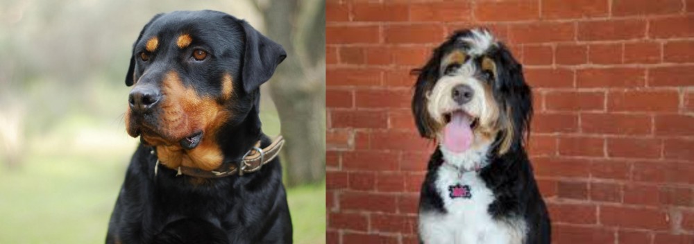 Bernedoodle vs Rottweiler - Breed Comparison
