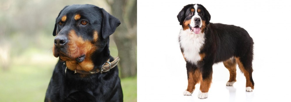 Bernese Mountain Dog vs Rottweiler - Breed Comparison